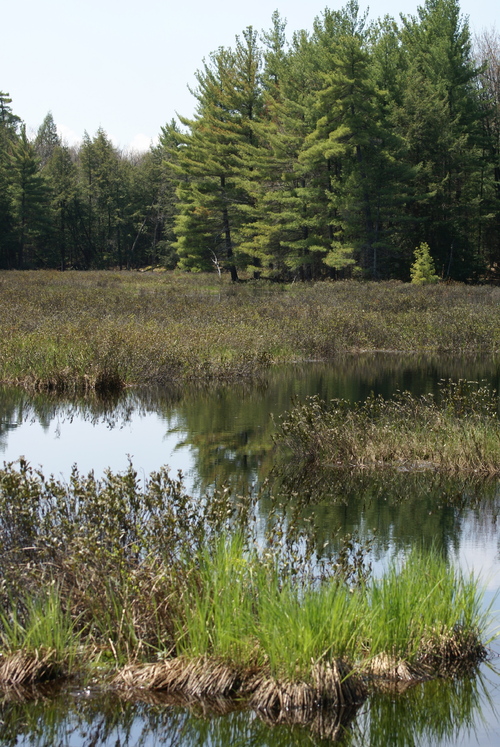 Rencontres insolites à Beausoleil Island