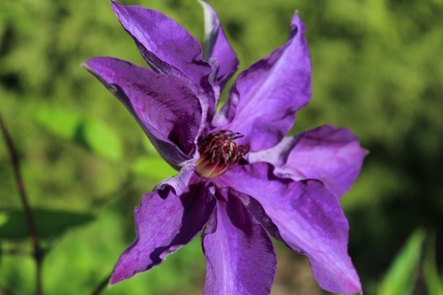 Magnifique fleur de clématite