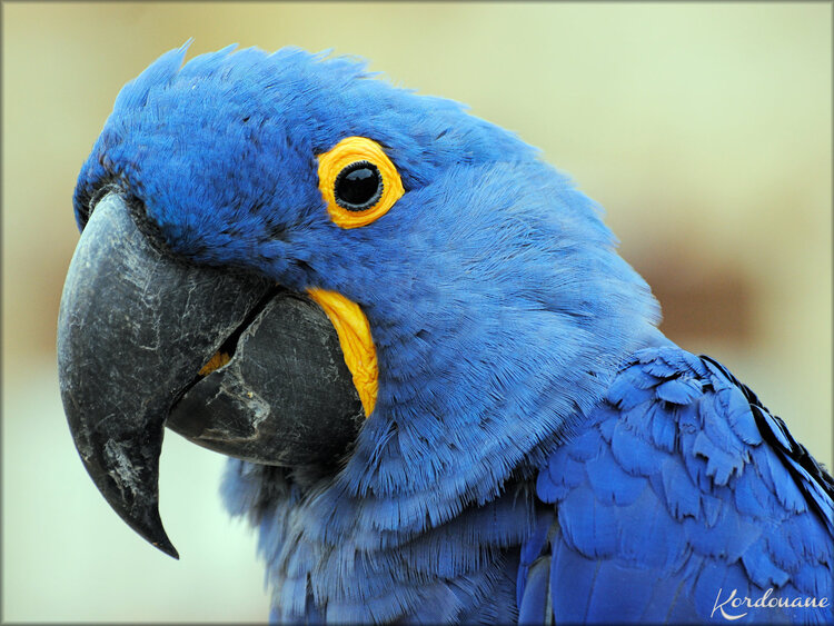 Ara Hyacinthe (Zoo de Doué la Fontaine)