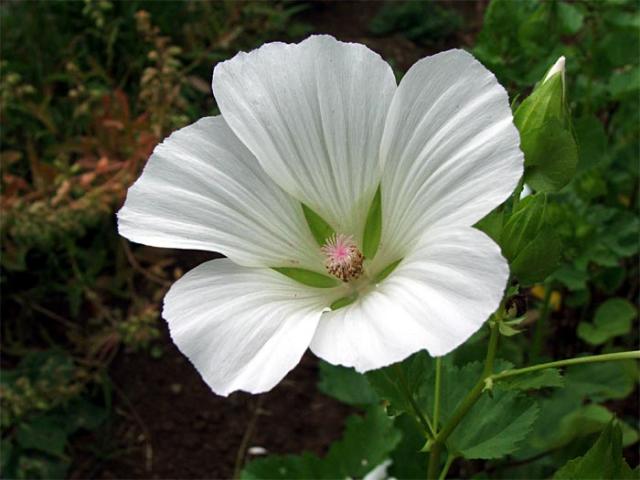 Malope