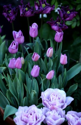 Tulipes 2022 : Violet Beauty