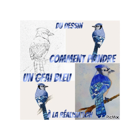 Dessin et peinture - vidéo 3598 : Comment peindre un geai bleu ? - aquarelle.