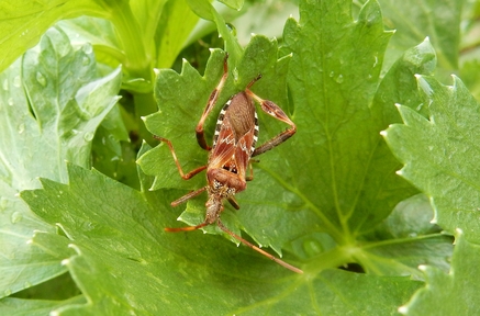 Insecta - Hemipterère - Coreidae - Leptoglossus Occidentalis - Punaise Américaine du Pin