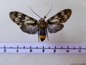 Euceron