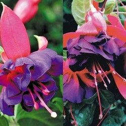                   BONJOUR;!! NOUVELLE SEMAINE.- L'arrivée des FUSCHIAS.""""