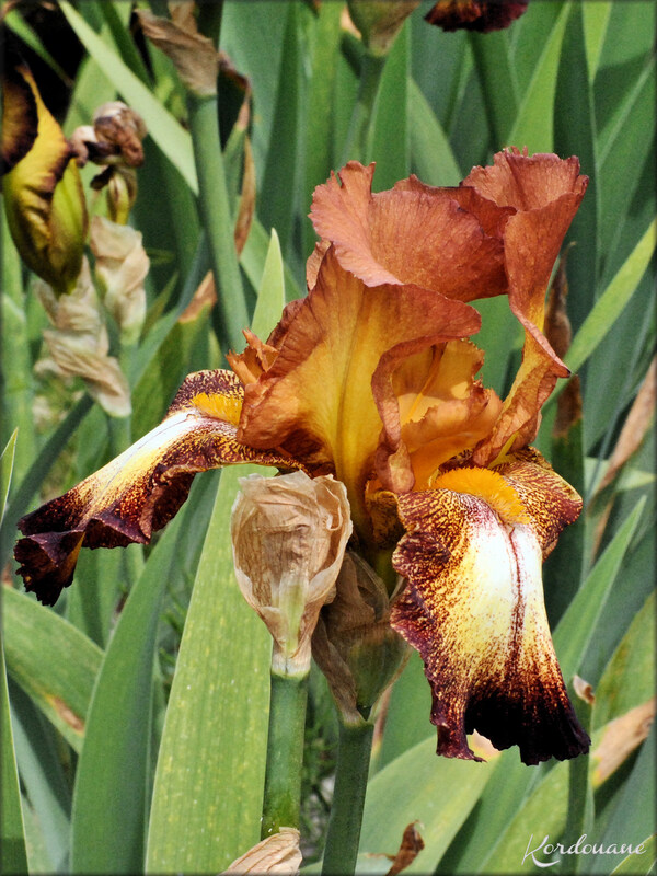 Photos de massifs d'iris (fleurs-flore)