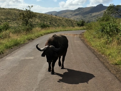 safari-phot au parc Krüger; les buffles