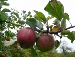 Qui se souvient des pommes d'antan ?