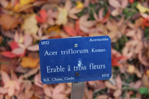 L'arboretum des barres