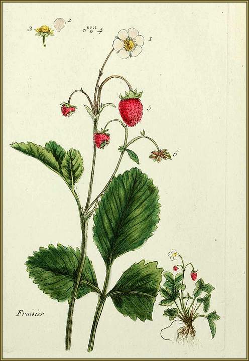 Vertus médicinales des plantes sauvages : Fraisier sauvage