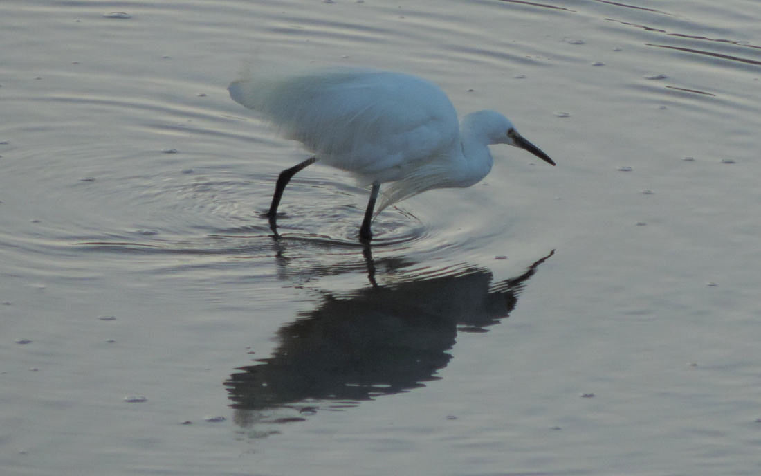 une aigrette qui ...