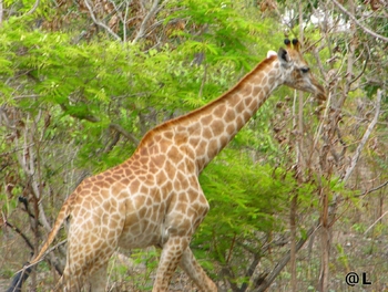 girafe