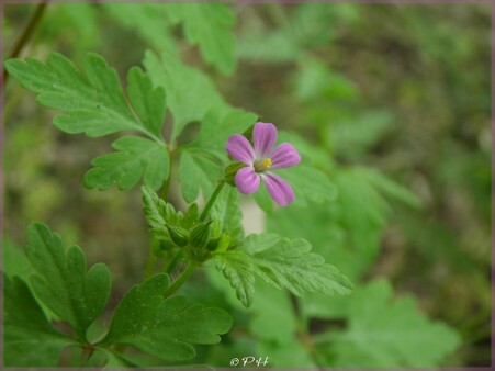 Géranium herbe à Robert