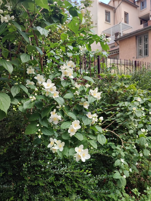 Un jardin croix roussien 