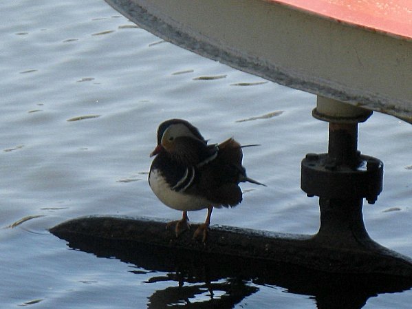 canard mandarin au bord de l'Erdre