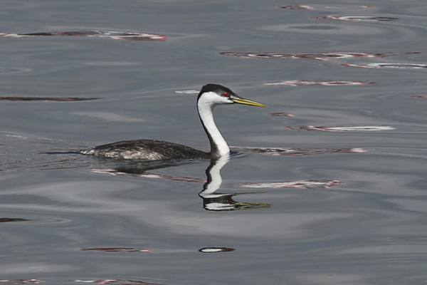 Western Grebe - Long Beach