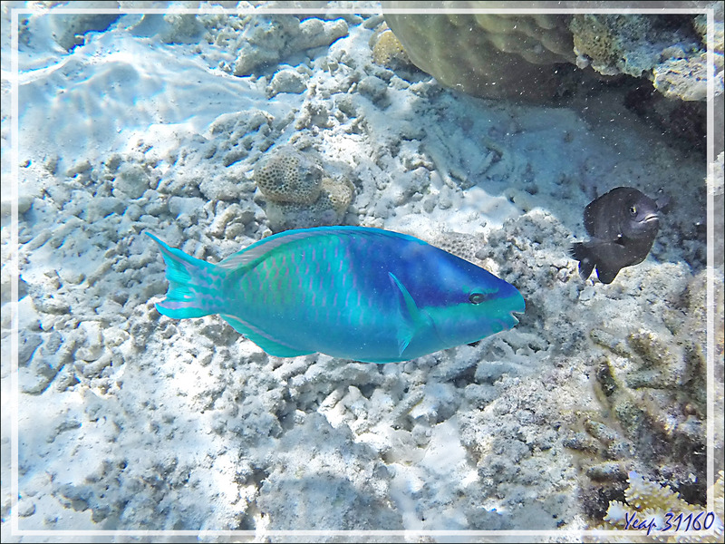 Snorkeling : Poisson-perroquet à cinq selles, Perroquet sale, Poisson perroquet rude, Fivesaddle parrotfish, Dusky-capped parrotfish (Scarus scaber) - Moofushi - Atoll d'Ari - Maldives