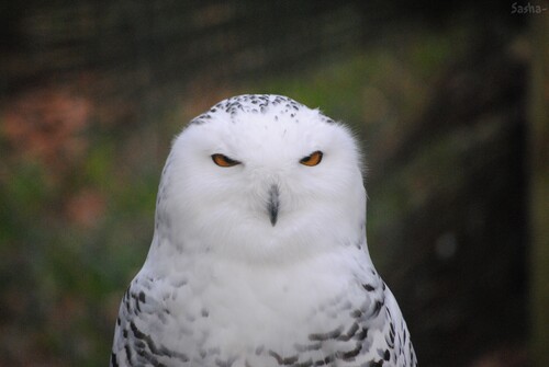 (5) La chouette Harfang des neiges.