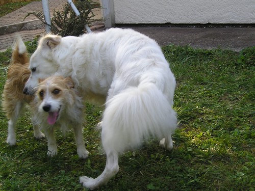 Titi et Grosminet côté chiens