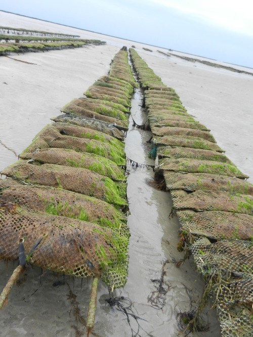 VIVE LA PLAGE DE NORMANDIE...