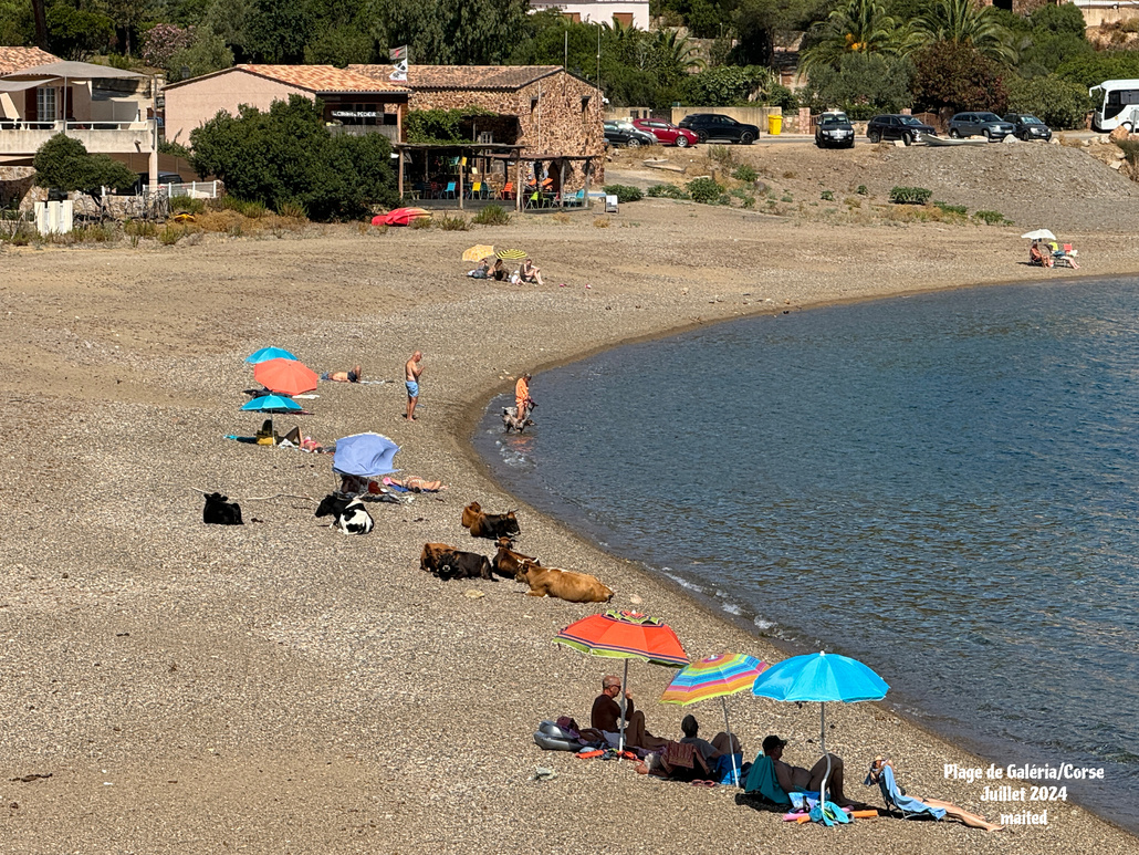 Plage partagée - Galéria - Corse