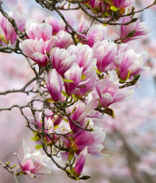 Fleurs cultivées : Magnolia