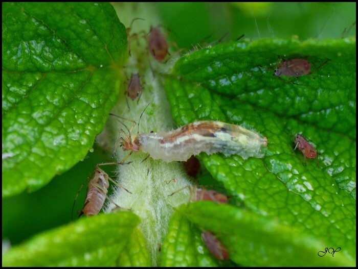 Larves de diptère  Syrphidae.