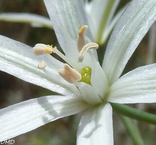 Ornithogalum narbonense - Loncomelos narbonensis  -  ornithogale de Narbonne