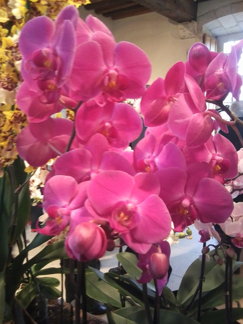 exposition orchidée rose au château de Vascoeuil 
