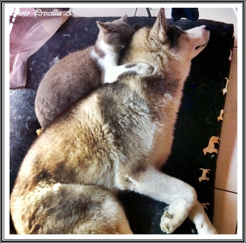 Comme chien et chat (23 mars 2013)