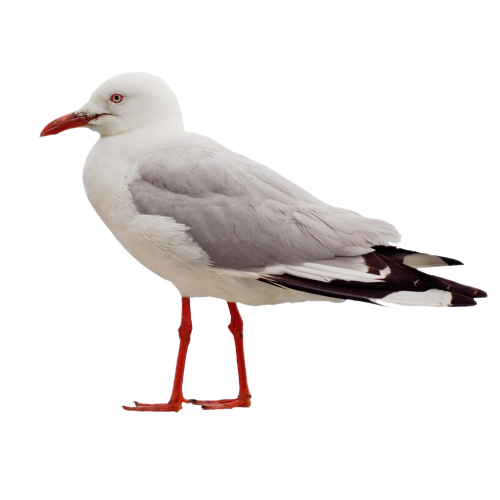 tubes oiseaux