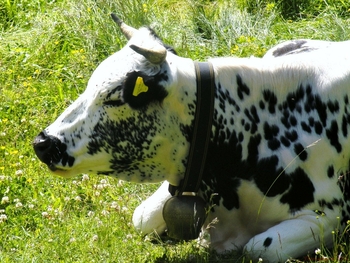 Vache suisse