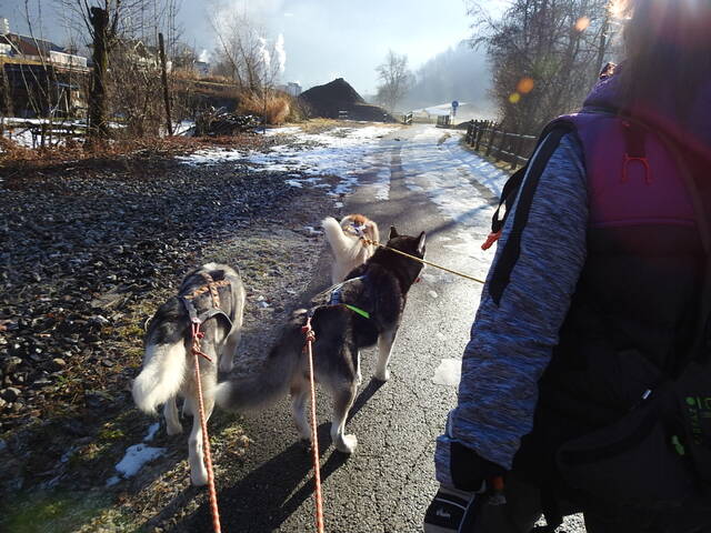 husky en Savoie