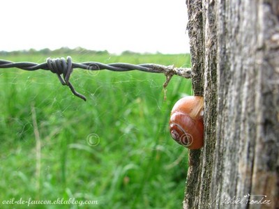 escargot sur un piquet de cloture