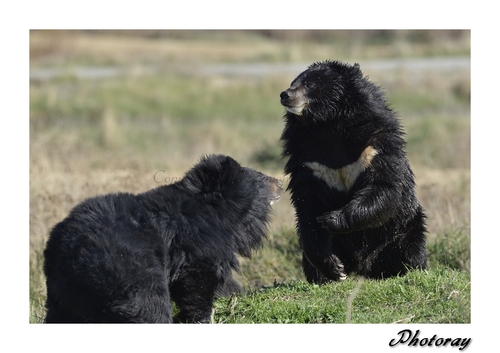 Ours du Tibet