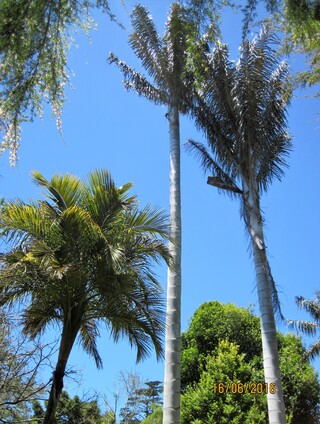  Ceroxylon quindiuense (Arecaceae)