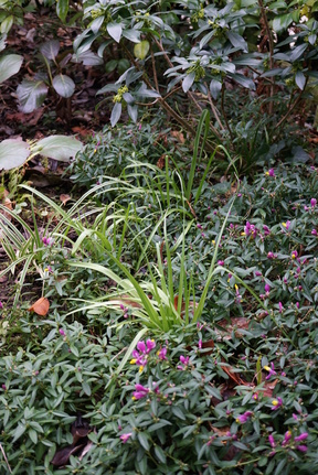 Polygala chamaebuxus grandiflora