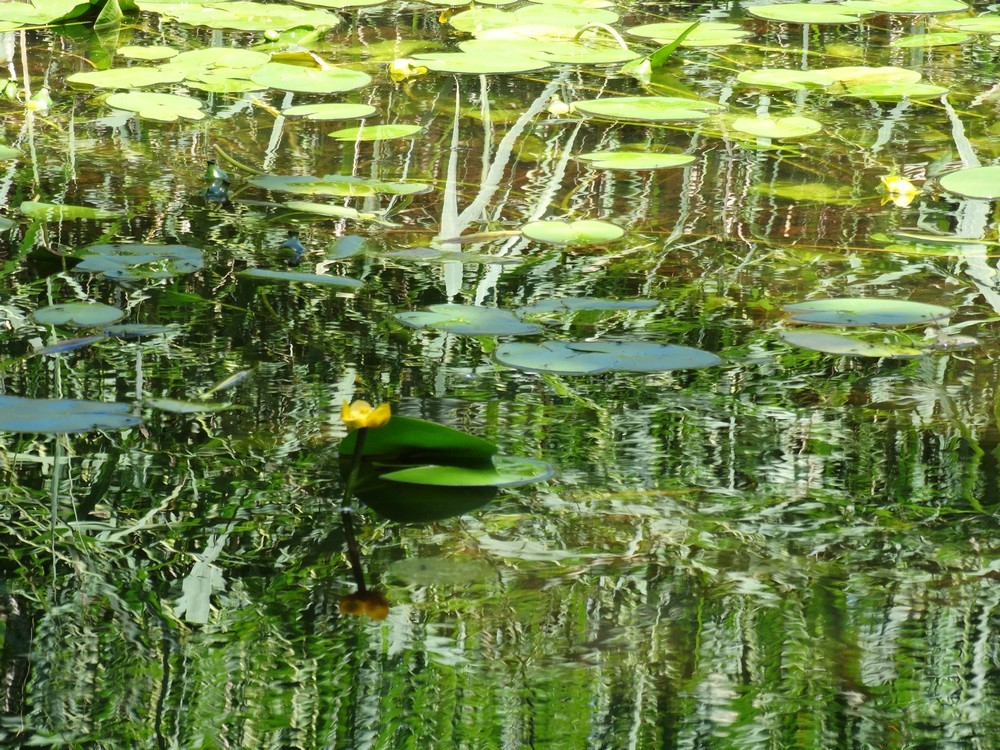 Fleurs sur le lac de Lacanau