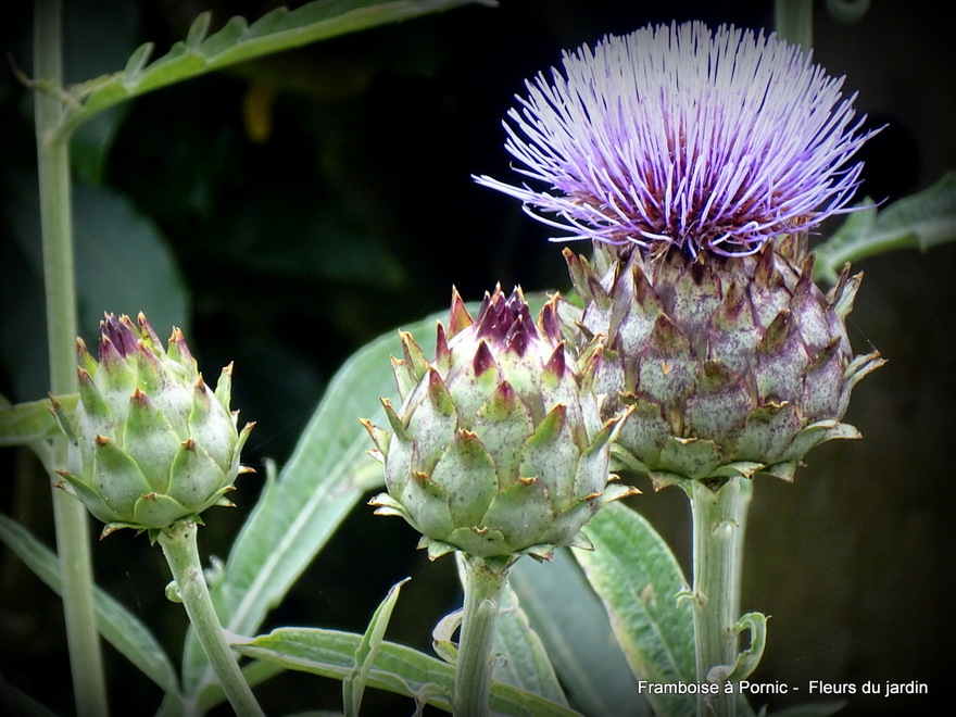 Fleurs dans le jardin 