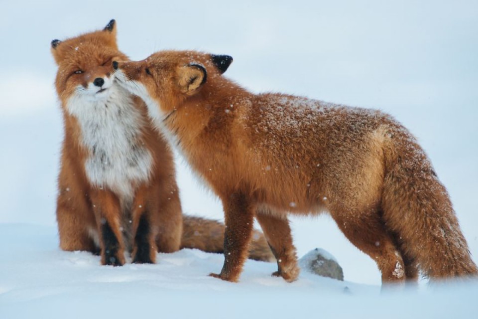RÃ©sultat de recherche d'images pour "animaux belles images"