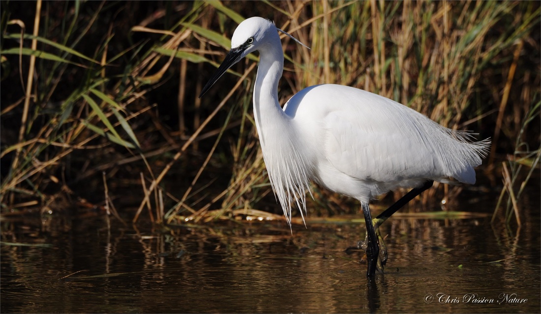 Aigrette garzette