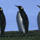 Gif animal pingouin 180181