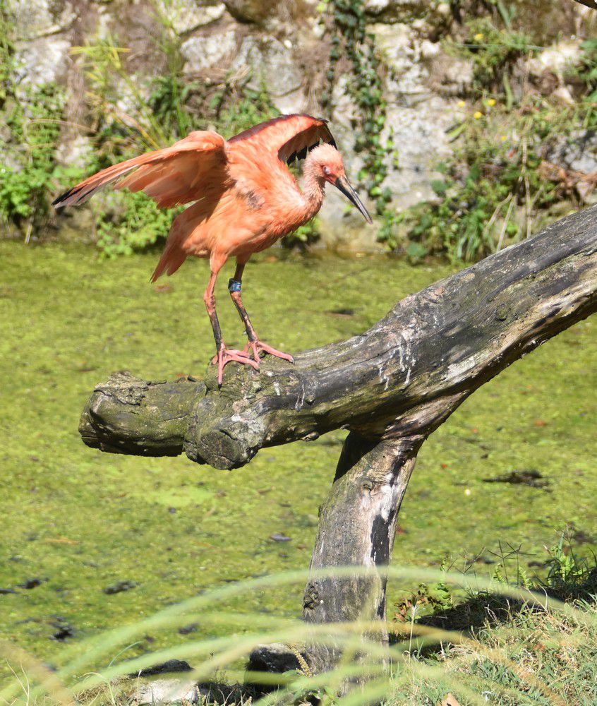 Les ibis rouges au zoo de La Palmyre