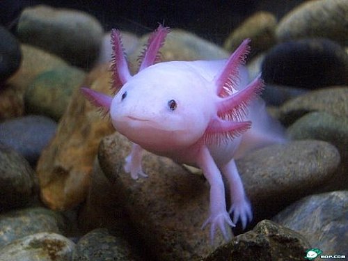 axolotl-2-copie-1.jpg