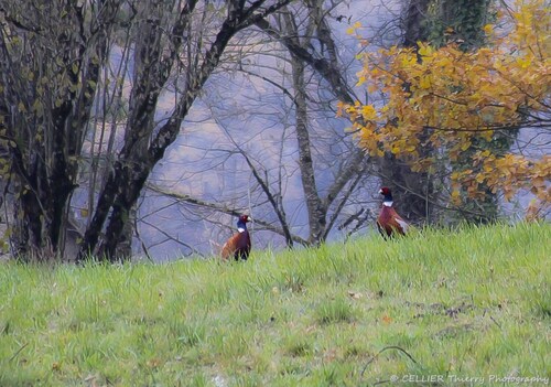 Photographie nature - Faisan colchide - Les mâles se regroupent - Saint jean de chevelu - Savoie