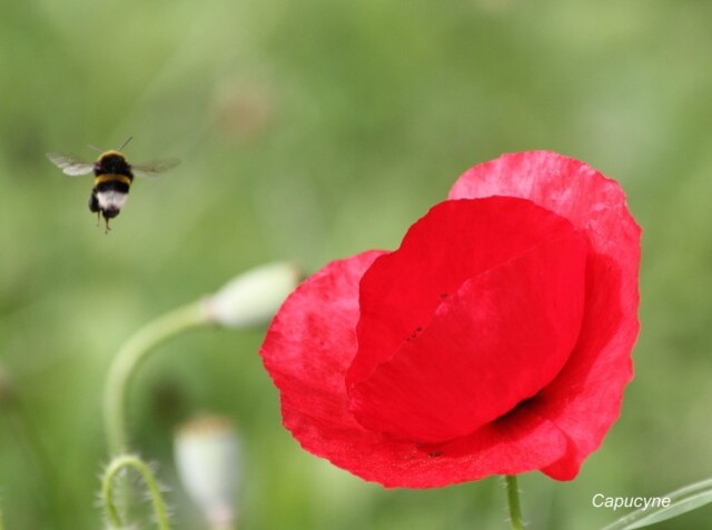 coquelicot-et-insectes 1113