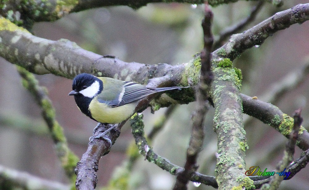 mésange chabonnière