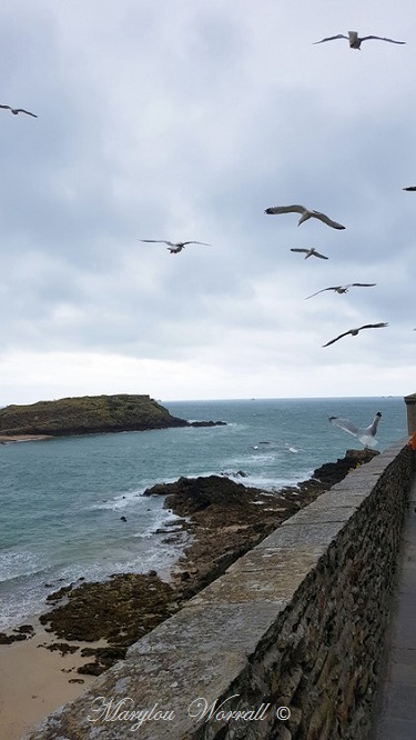 Bretagne : Saint-Malo, oiseaux marins