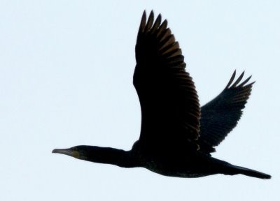 Grand cormoran dom le daniel 03