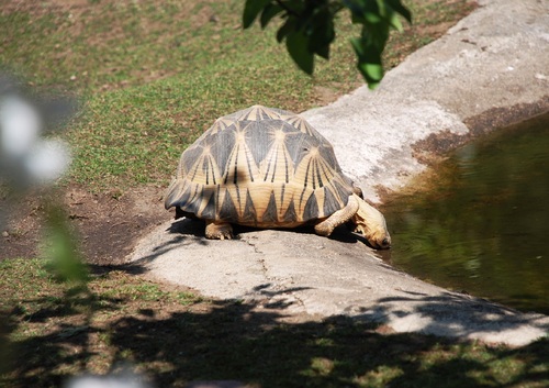 Le parc des tortues A Cupulatta à AJACCIO
